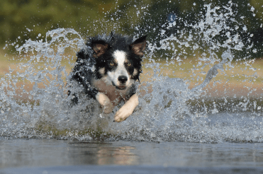 portale localizzazione animali domestici